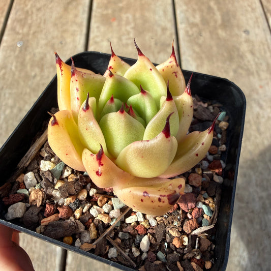 2309 Echeveria Agavoides Ebony 'Eyelash'