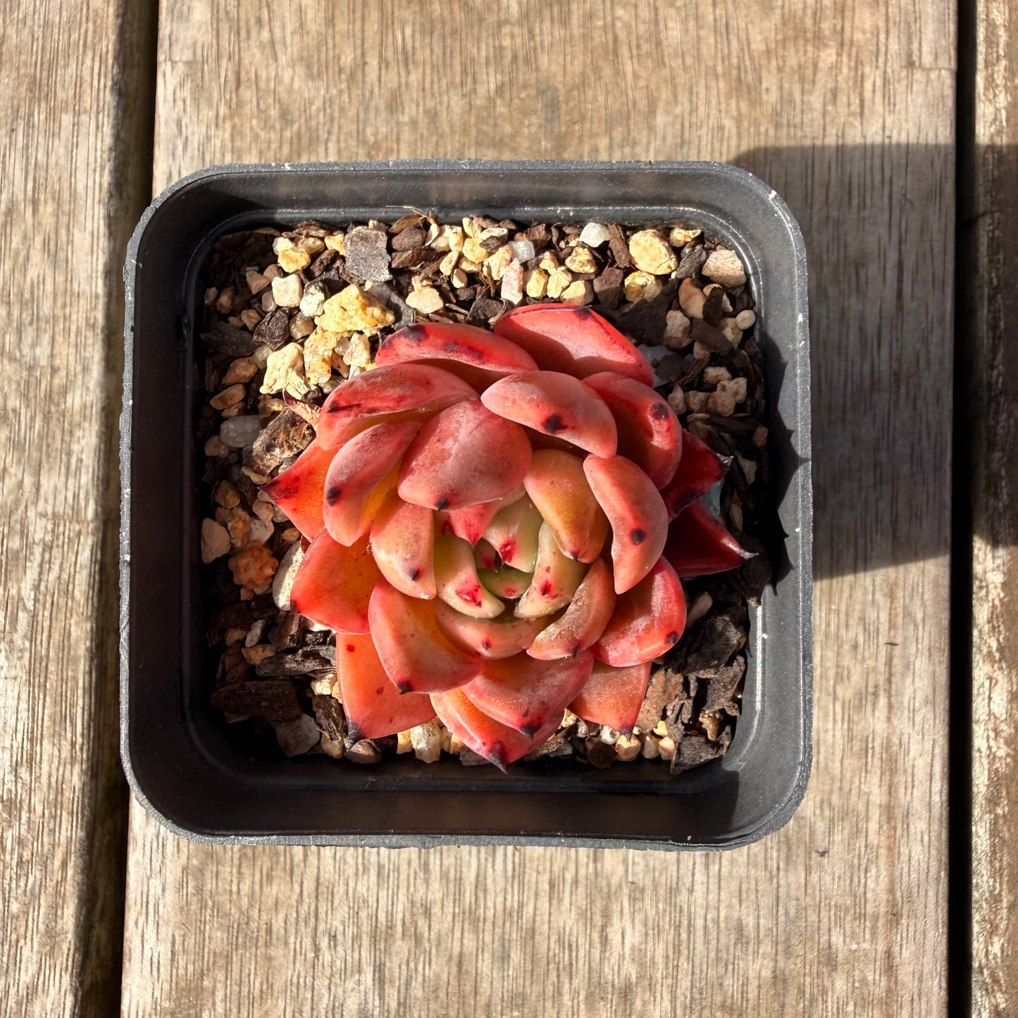 2309 Echeveria Agavoides 'Amelia'