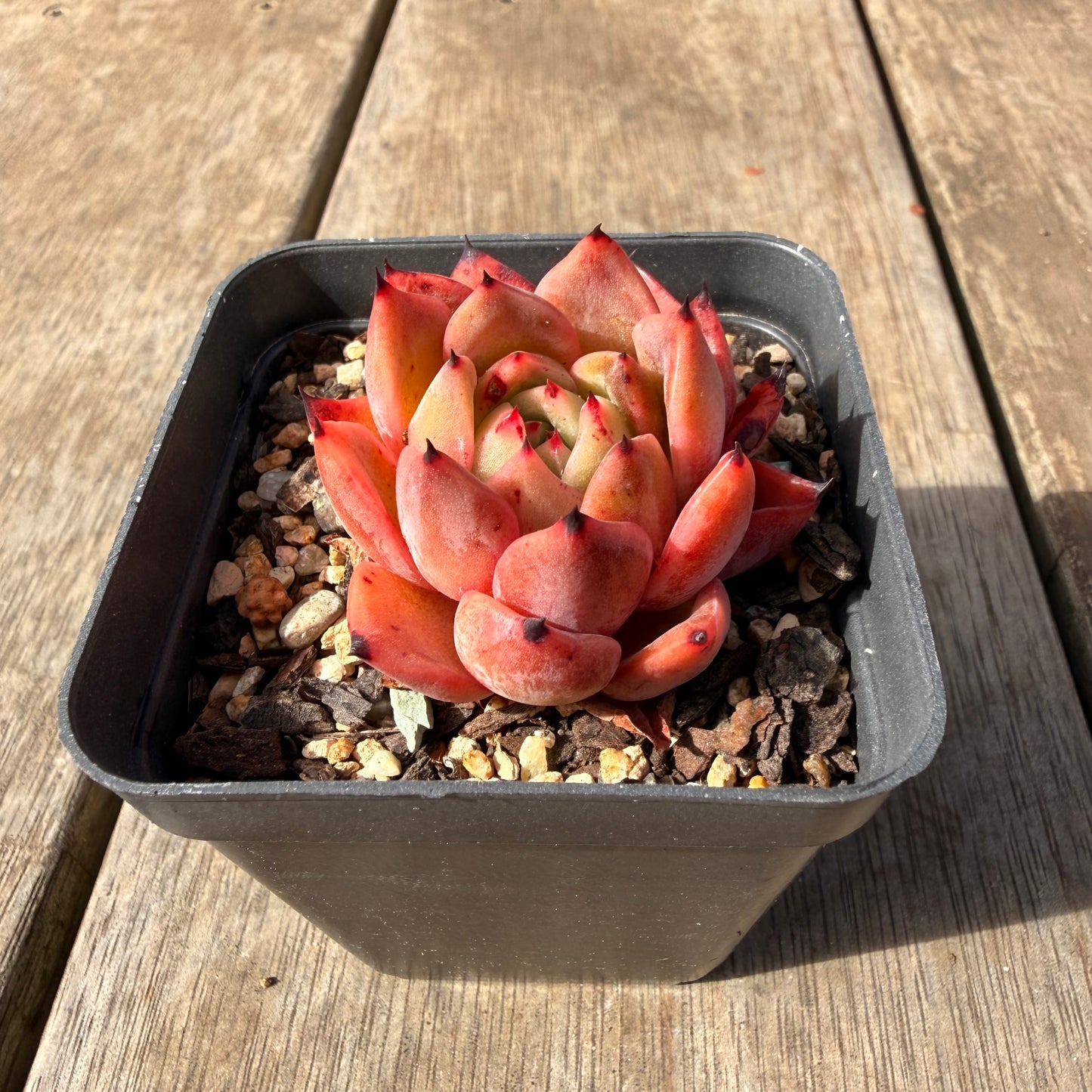 2309 Echeveria Agavoides 'Amelia'