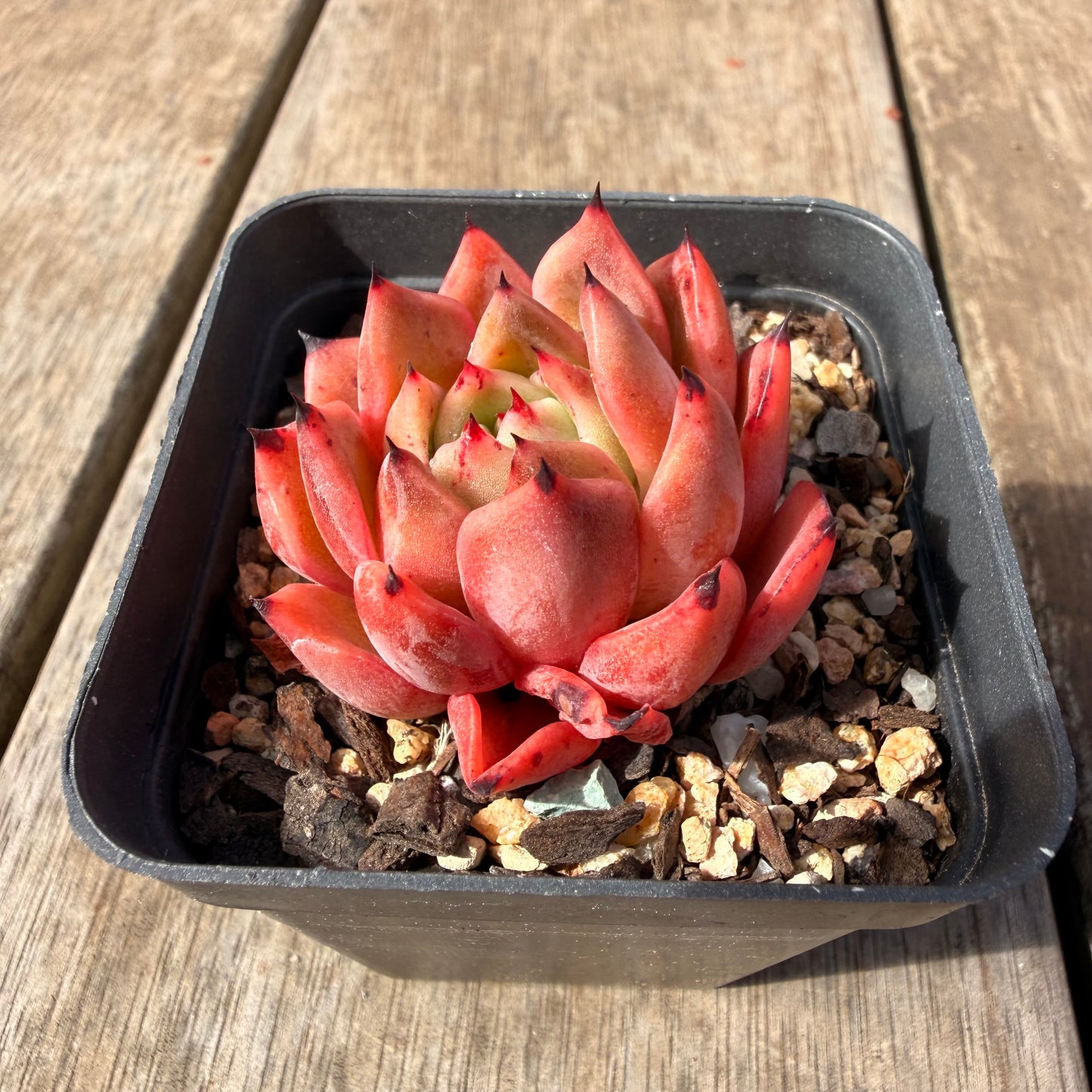 2309 Echeveria Agavoides 'Amelia'