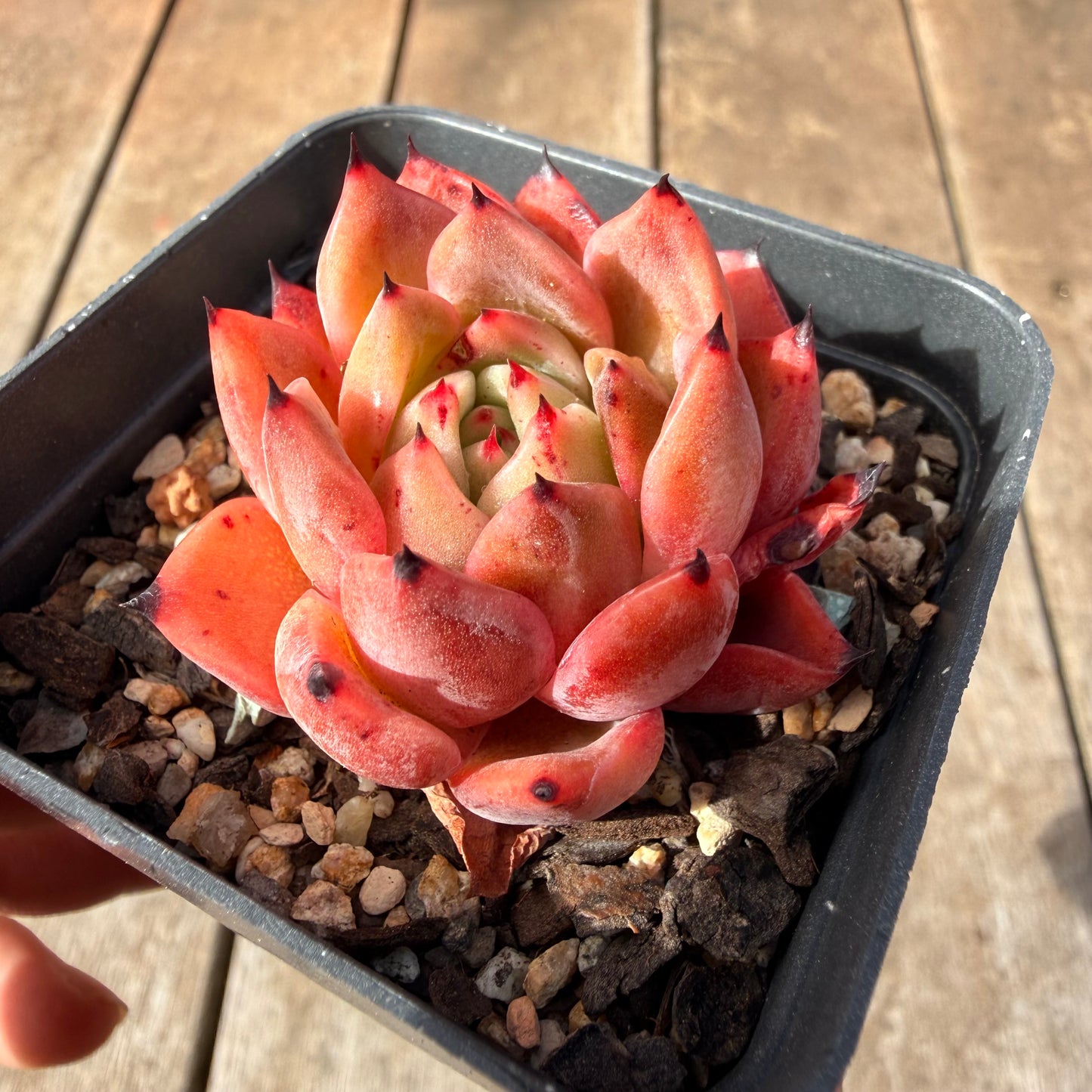 2309 Echeveria Agavoides 'Amelia'