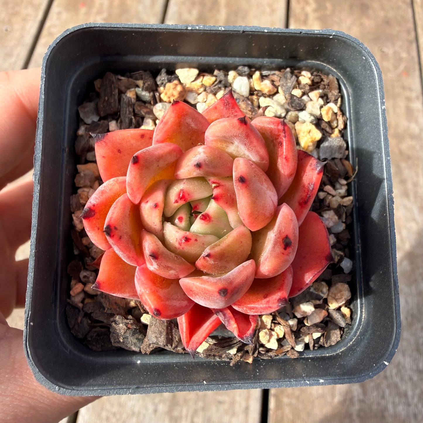 2309 Echeveria Agavoides 'Amelia'