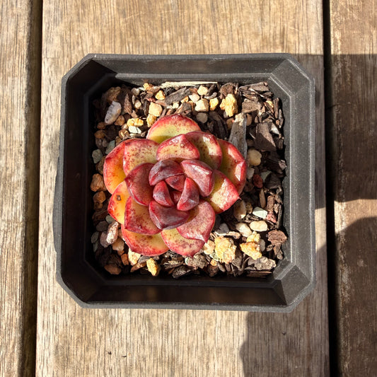 2309 Echeveria Black Crystal