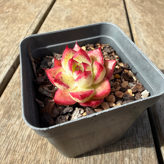 2309 Echeveria Dream Queen