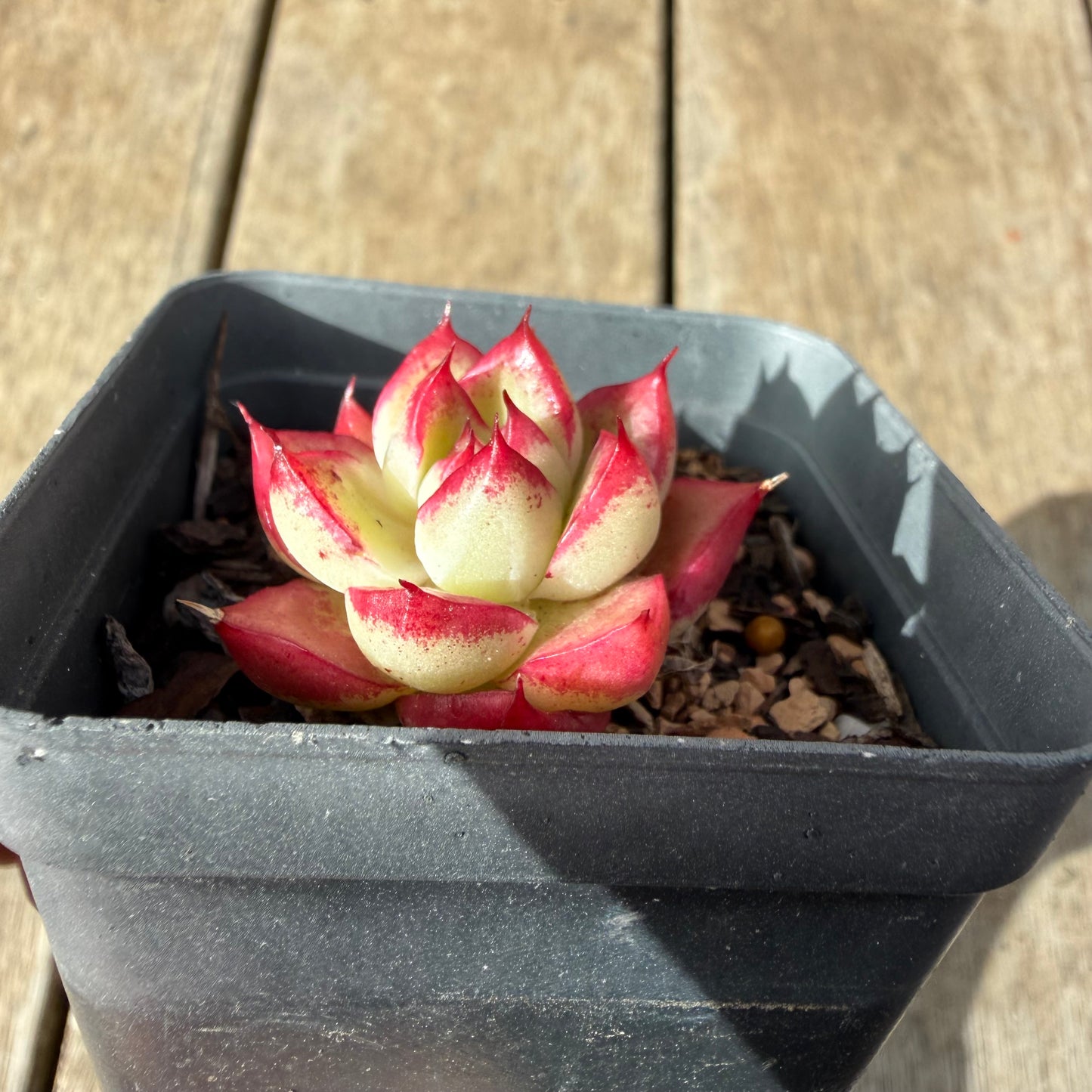 2309 Echeveria Dream Queen