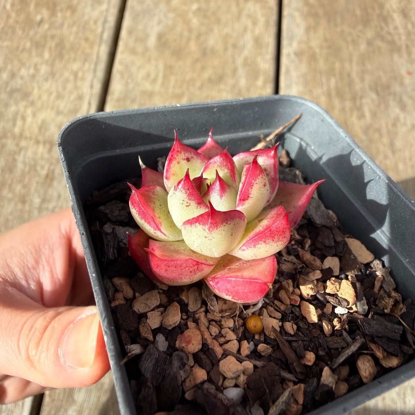2309 Echeveria Dream Queen