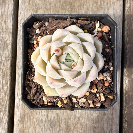 2309 Echeveria elegans 'Alba' (korean form)