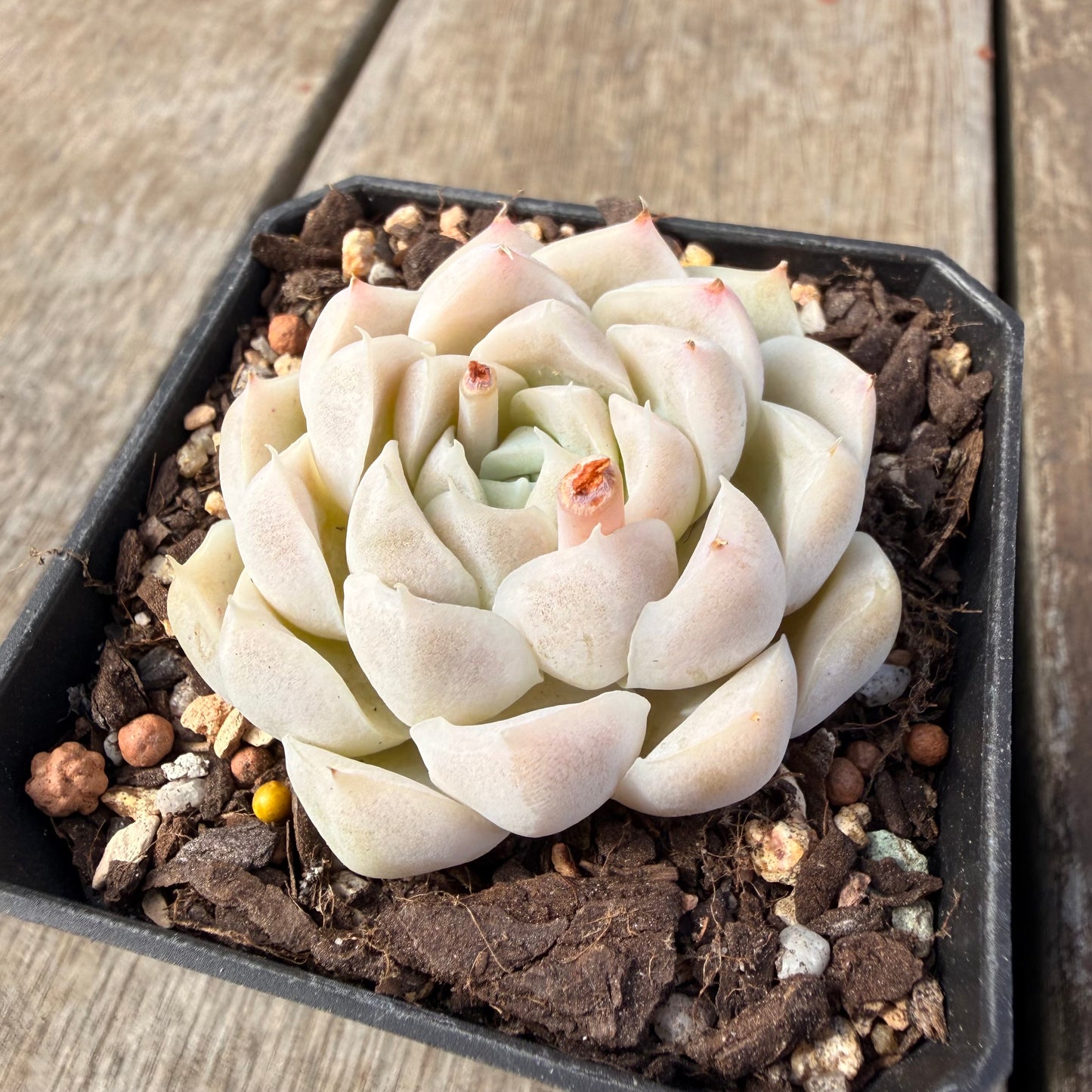 2309 Echeveria elegans 'Alba' (korean form)
