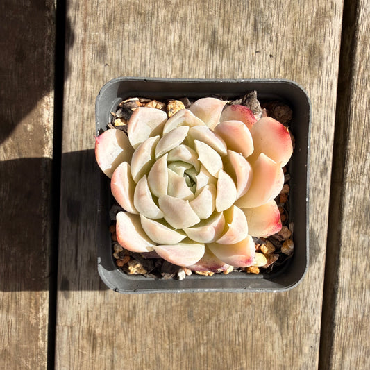 2309 Echeveria Elegans 'Alba' aka White Elegans