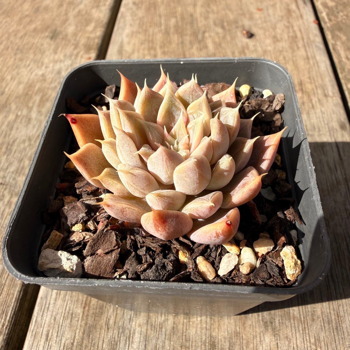2309 Echeveria Galaxy