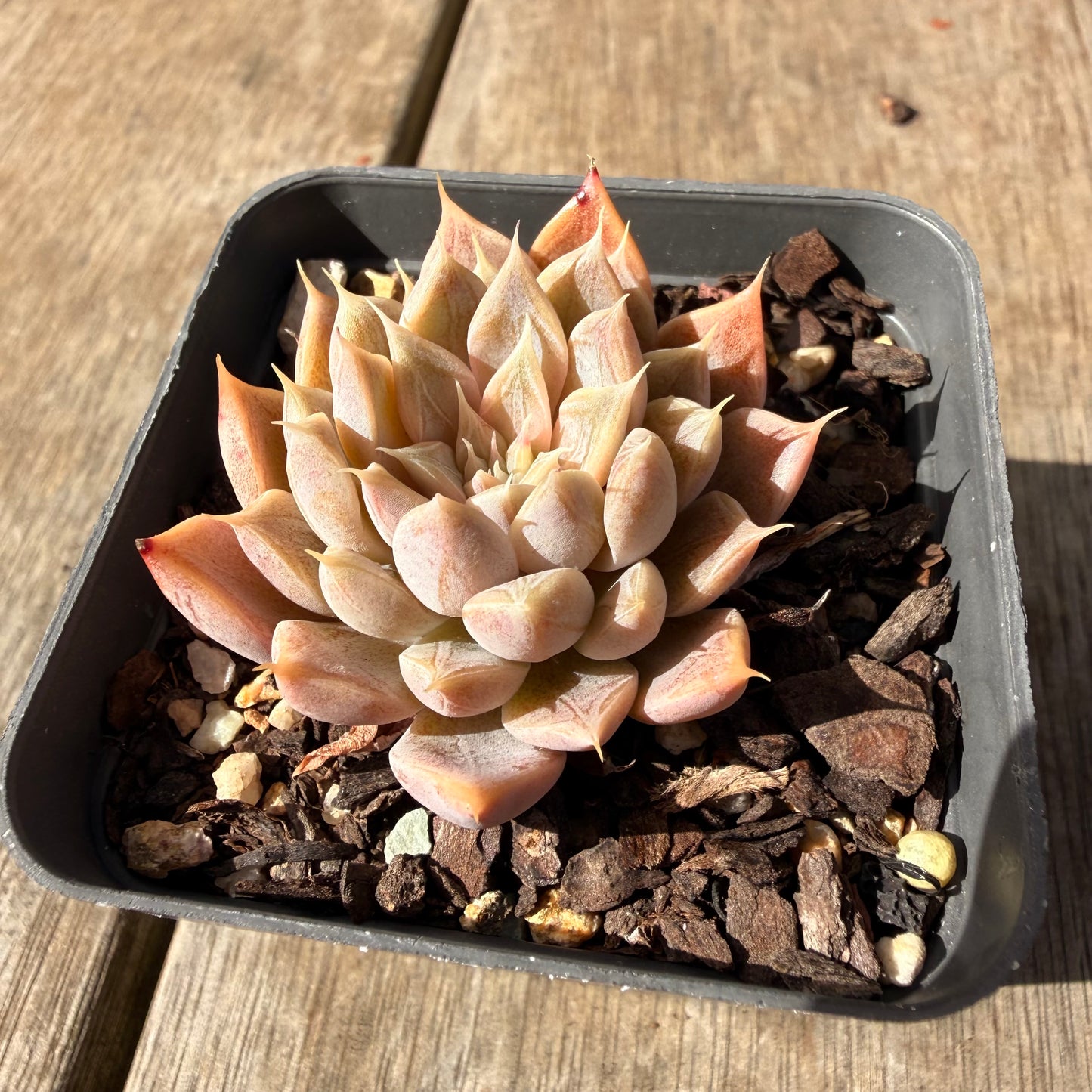 2309 Echeveria Galaxy