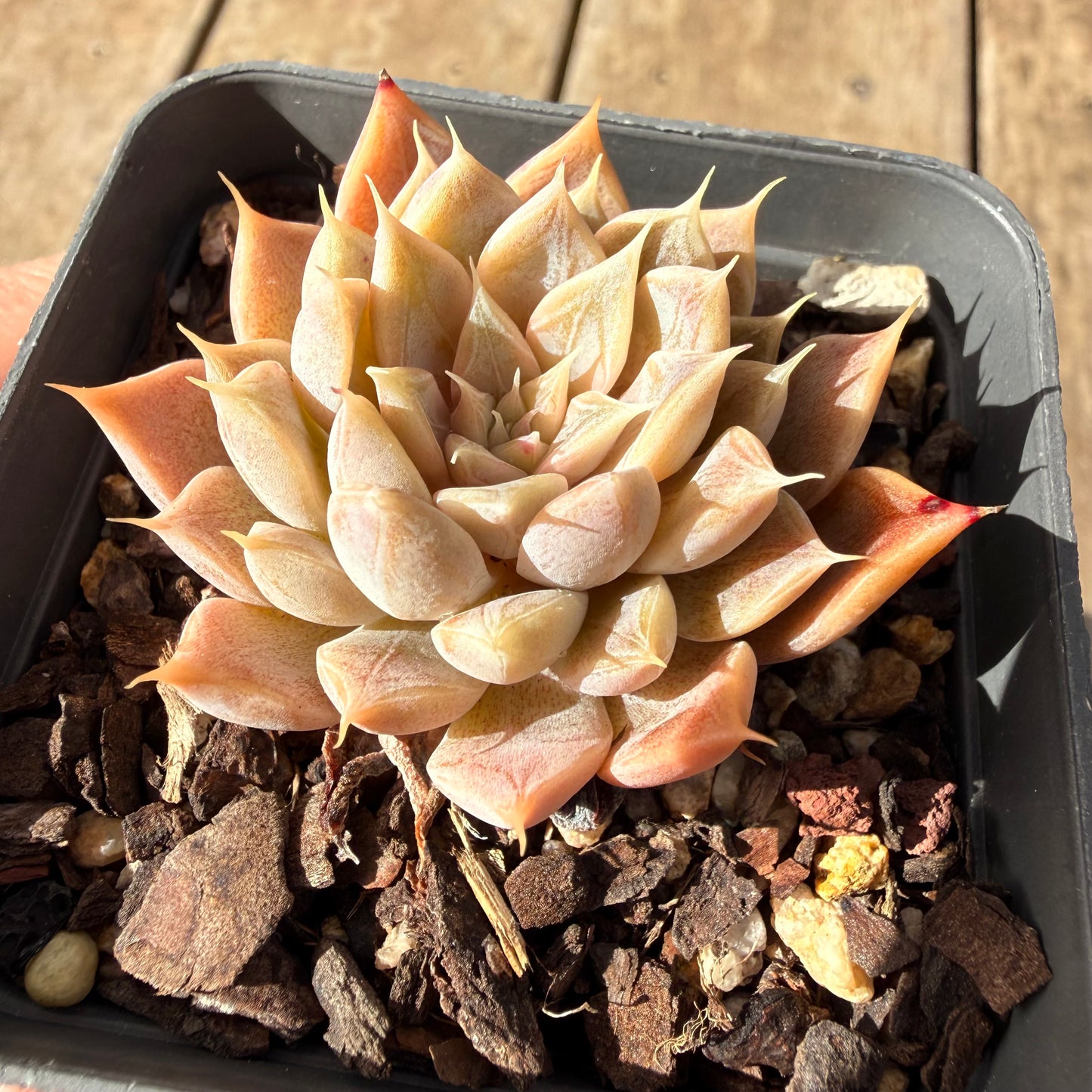 2309 Echeveria Galaxy