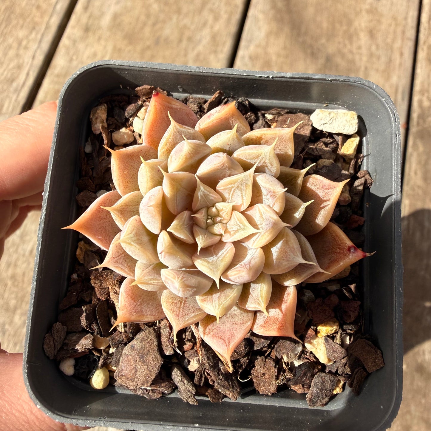 2309 Echeveria Galaxy