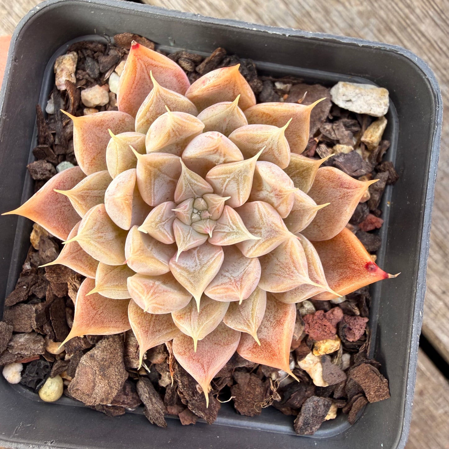 2309 Echeveria Galaxy