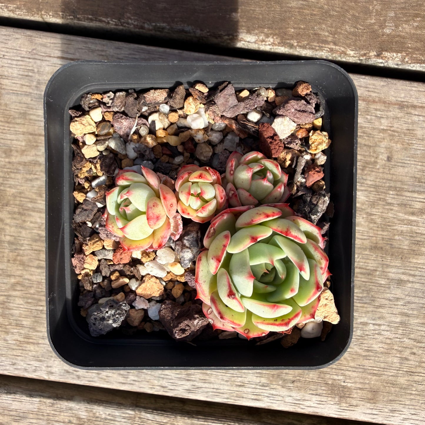 2309 Echeveria Little Red Boat