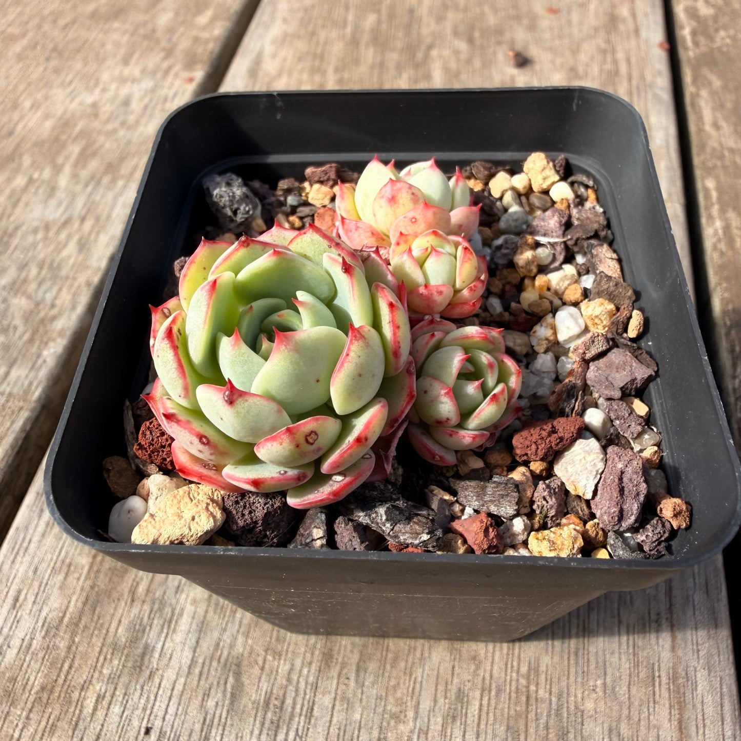 2309 Echeveria Little Red Boat