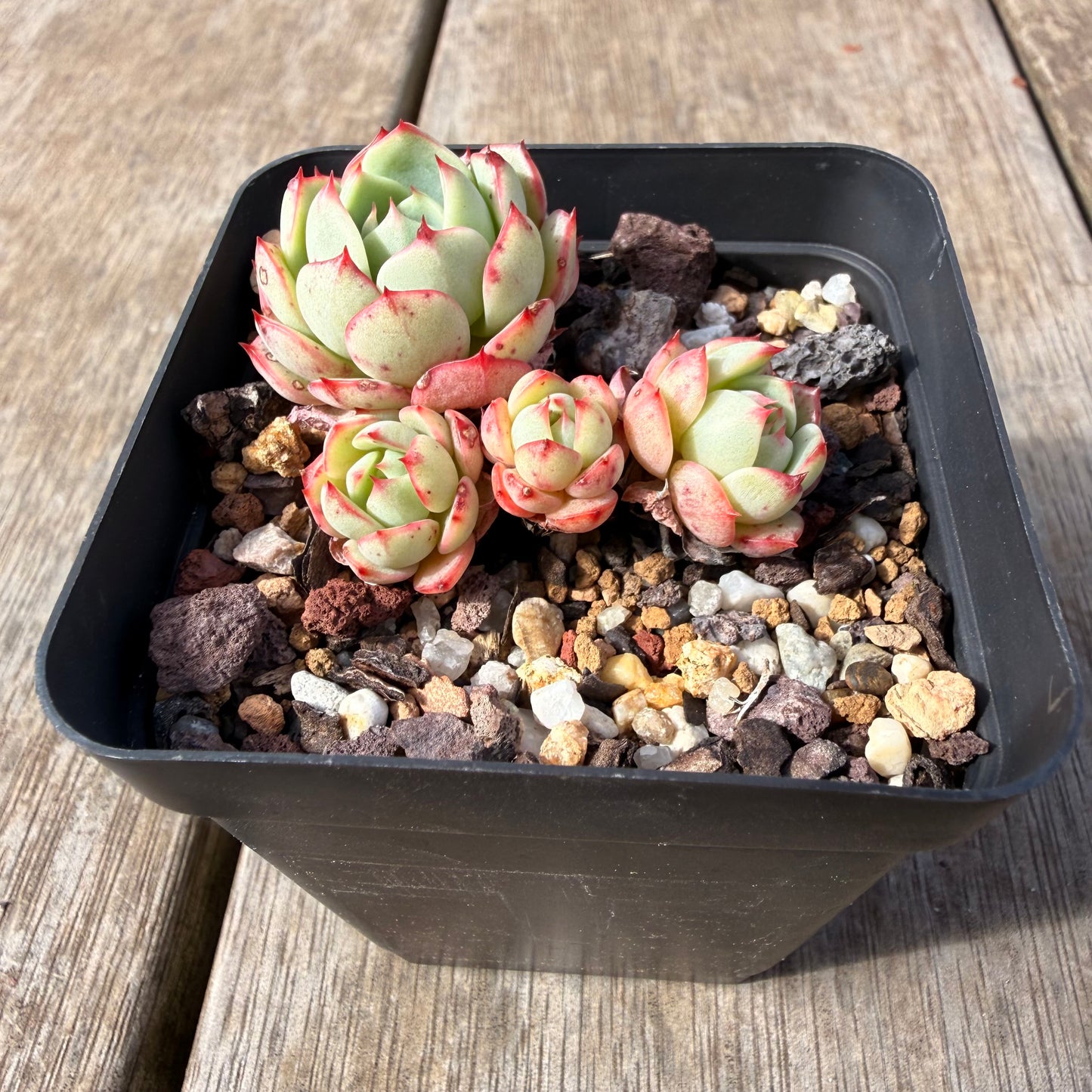 2309 Echeveria Little Red Boat