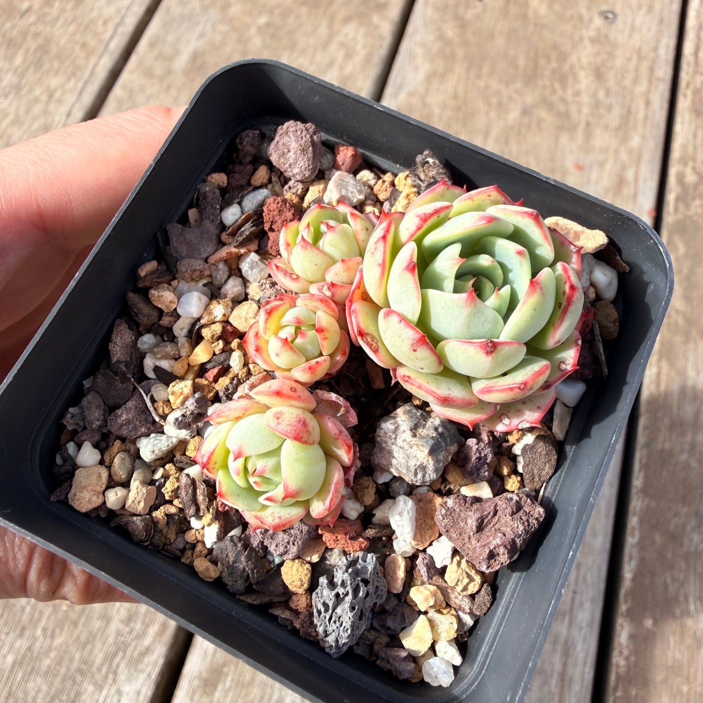 2309 Echeveria Little Red Boat