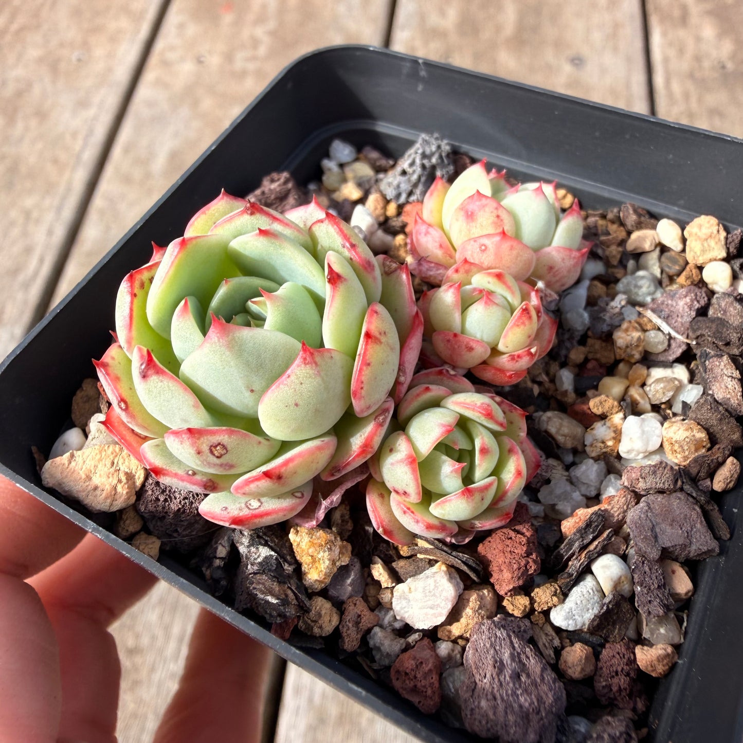 2309 Echeveria Little Red Boat