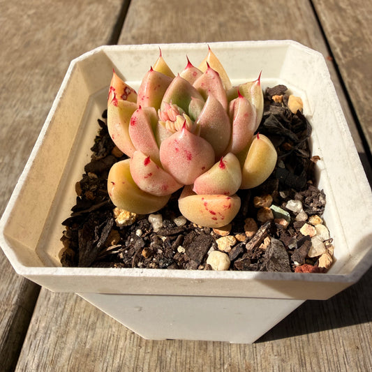 2309 Echeveria Malgan 'Floating Jade'