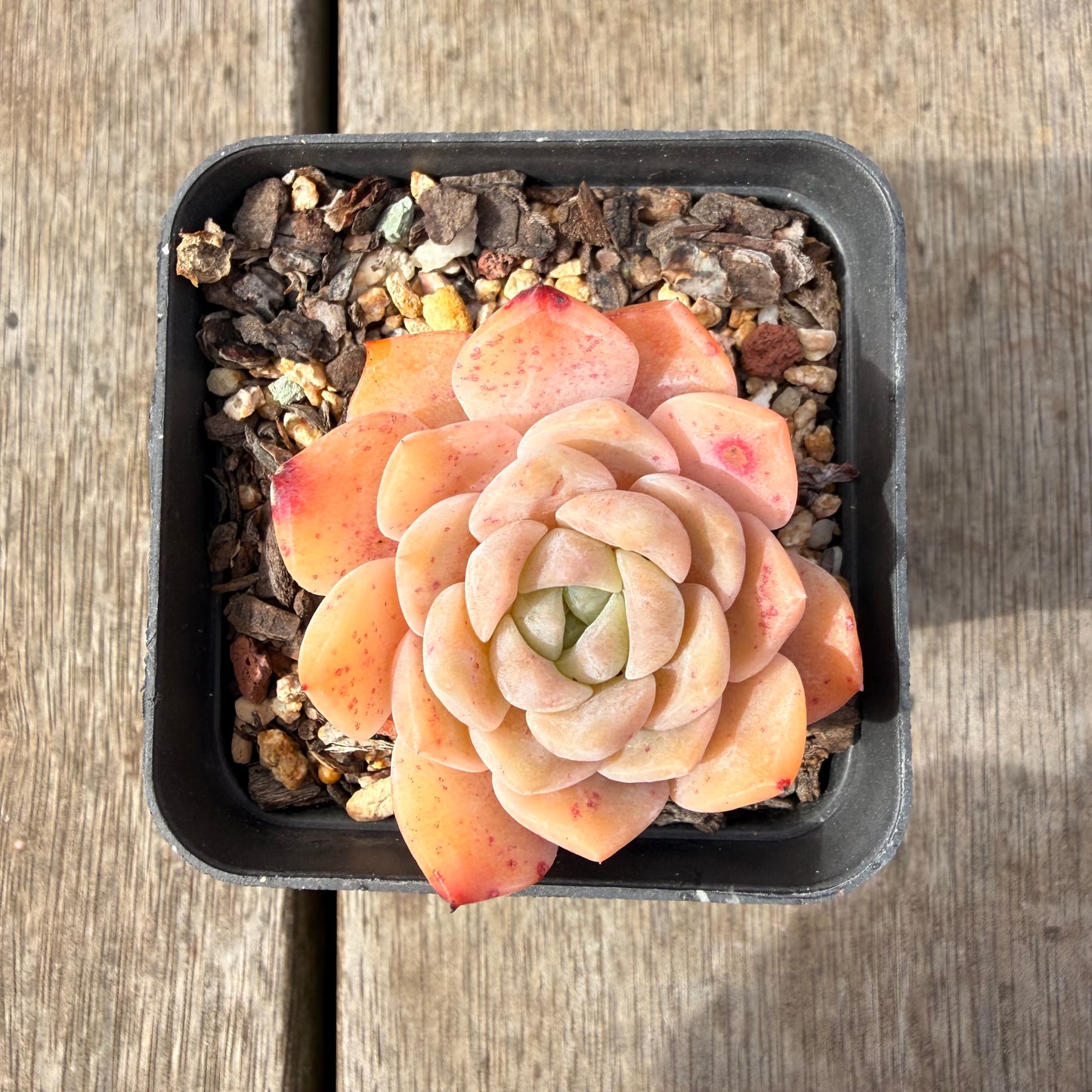 2309 Echeveria Monroe 'Tangerine Candy'