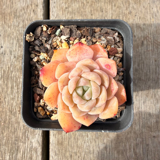 2309 Echeveria Monroe 'Tangerine Candy'