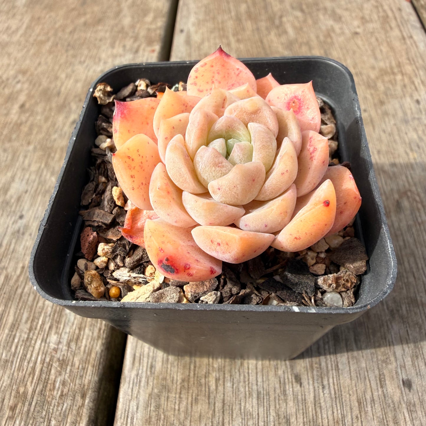 2309 Echeveria Monroe 'Tangerine Candy'