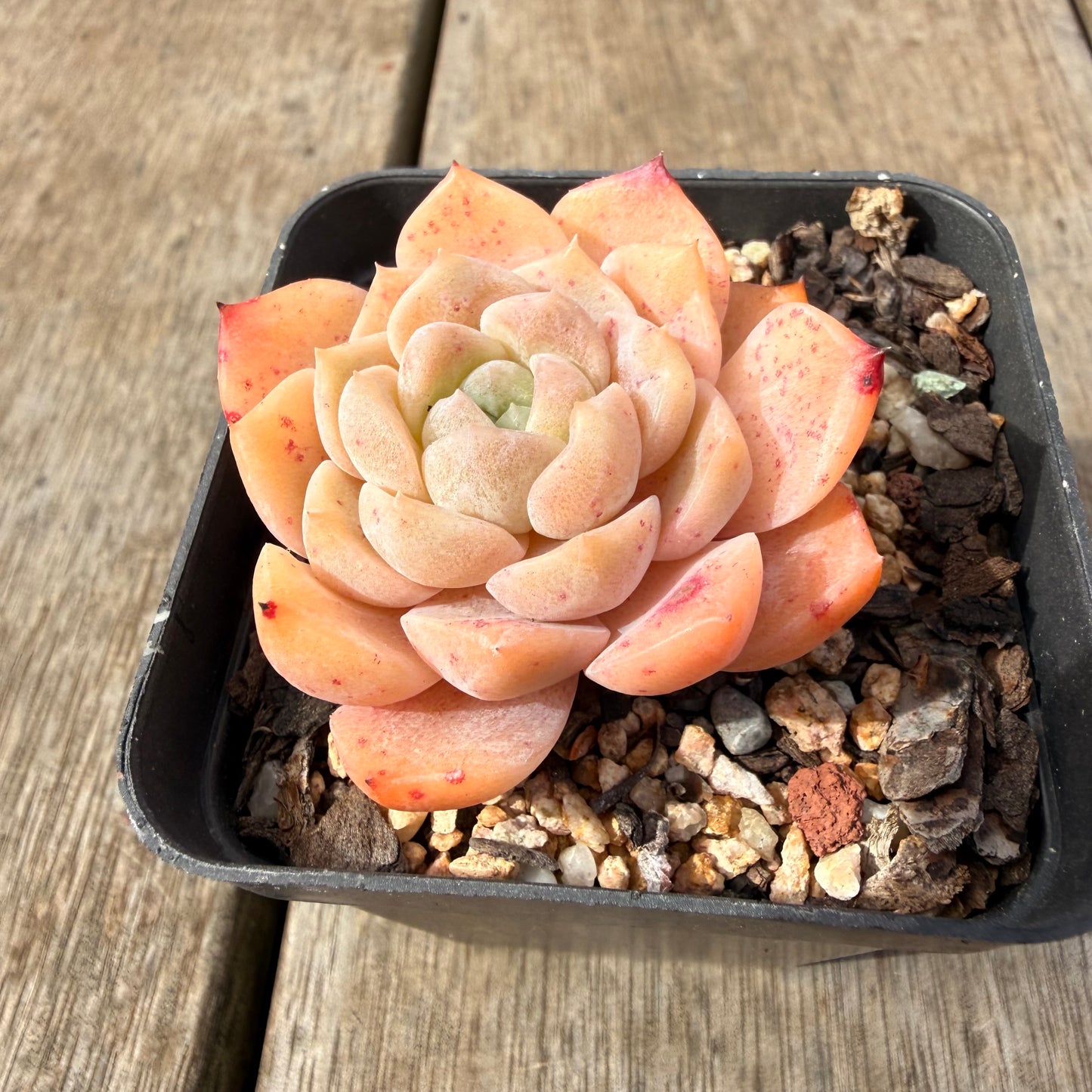 2309 Echeveria Monroe 'Tangerine Candy'