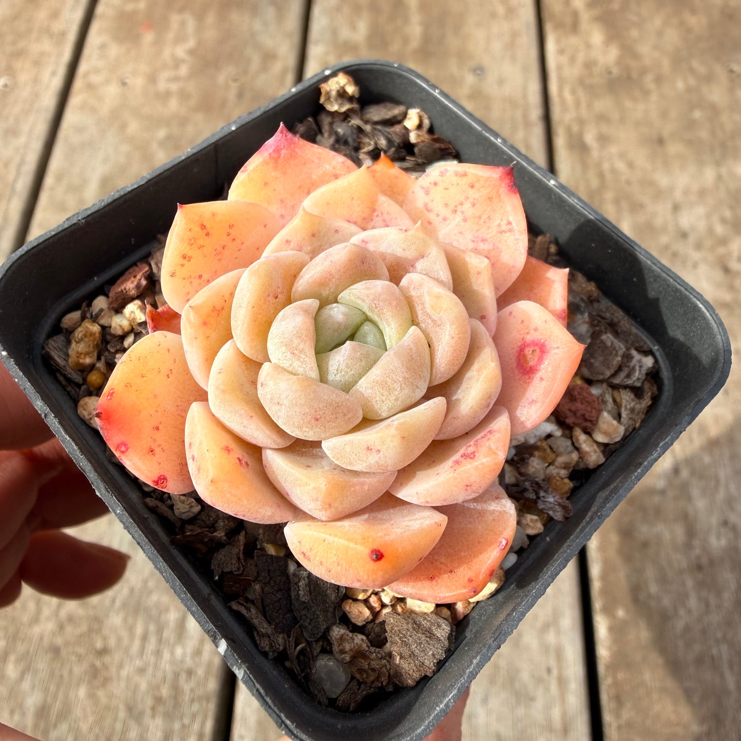 2309 Echeveria Monroe 'Tangerine Candy'