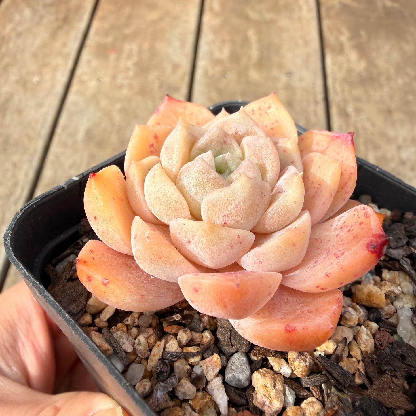 2309 Echeveria Monroe 'Tangerine Candy'