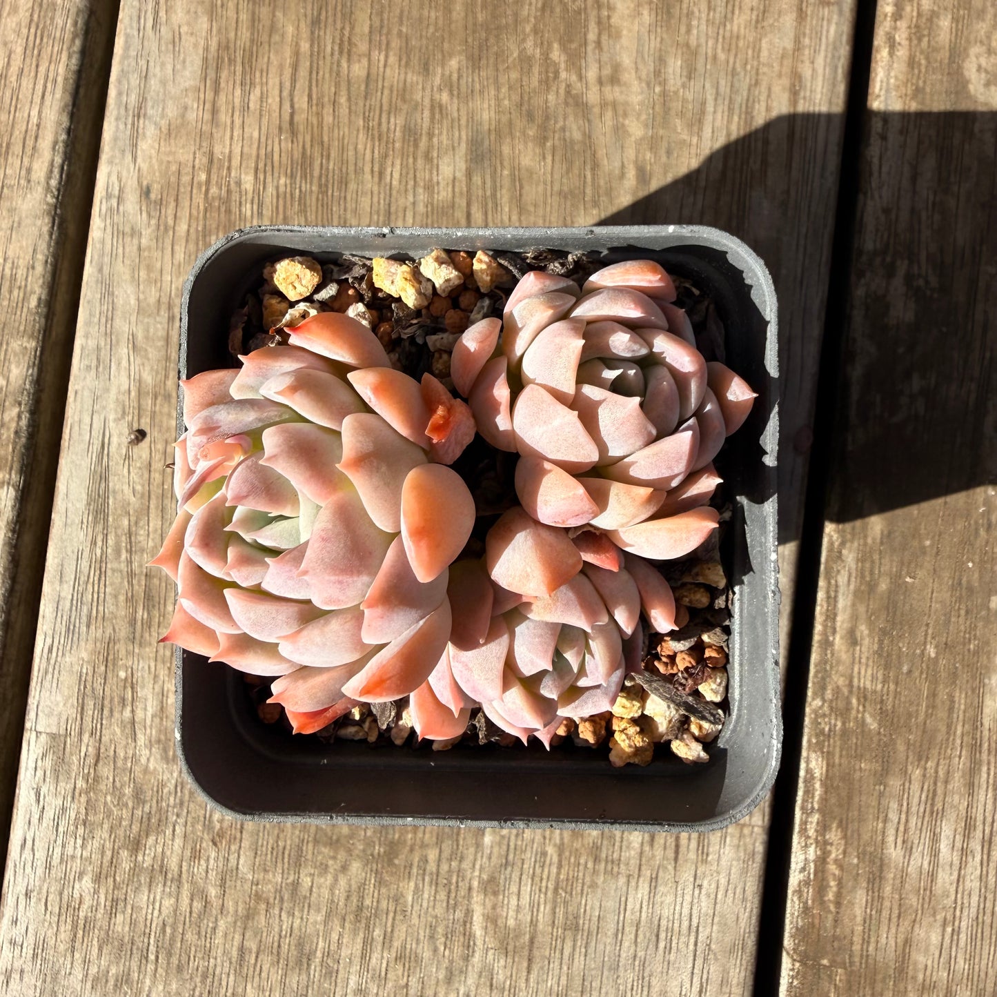 2309 Echeveria Pink Lotus (Multi)