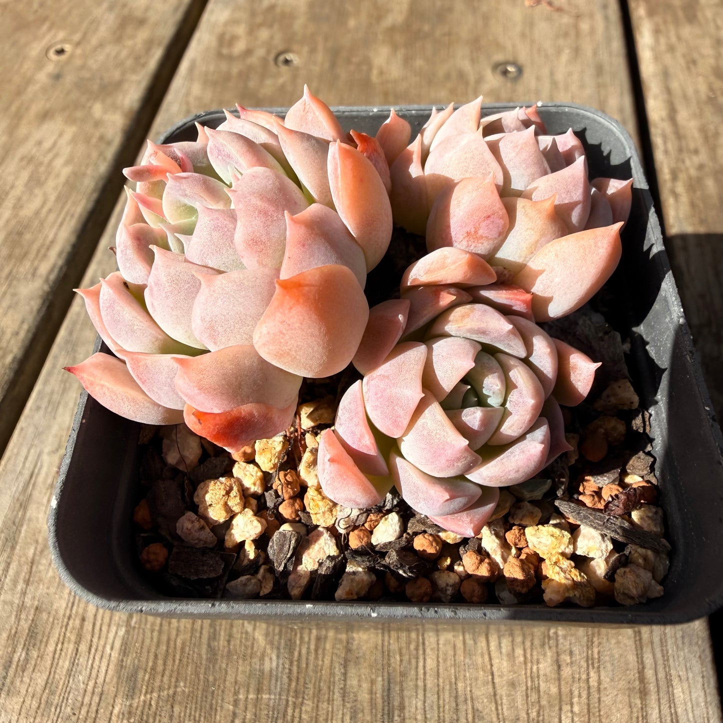2309 Echeveria Pink Lotus (Multi)
