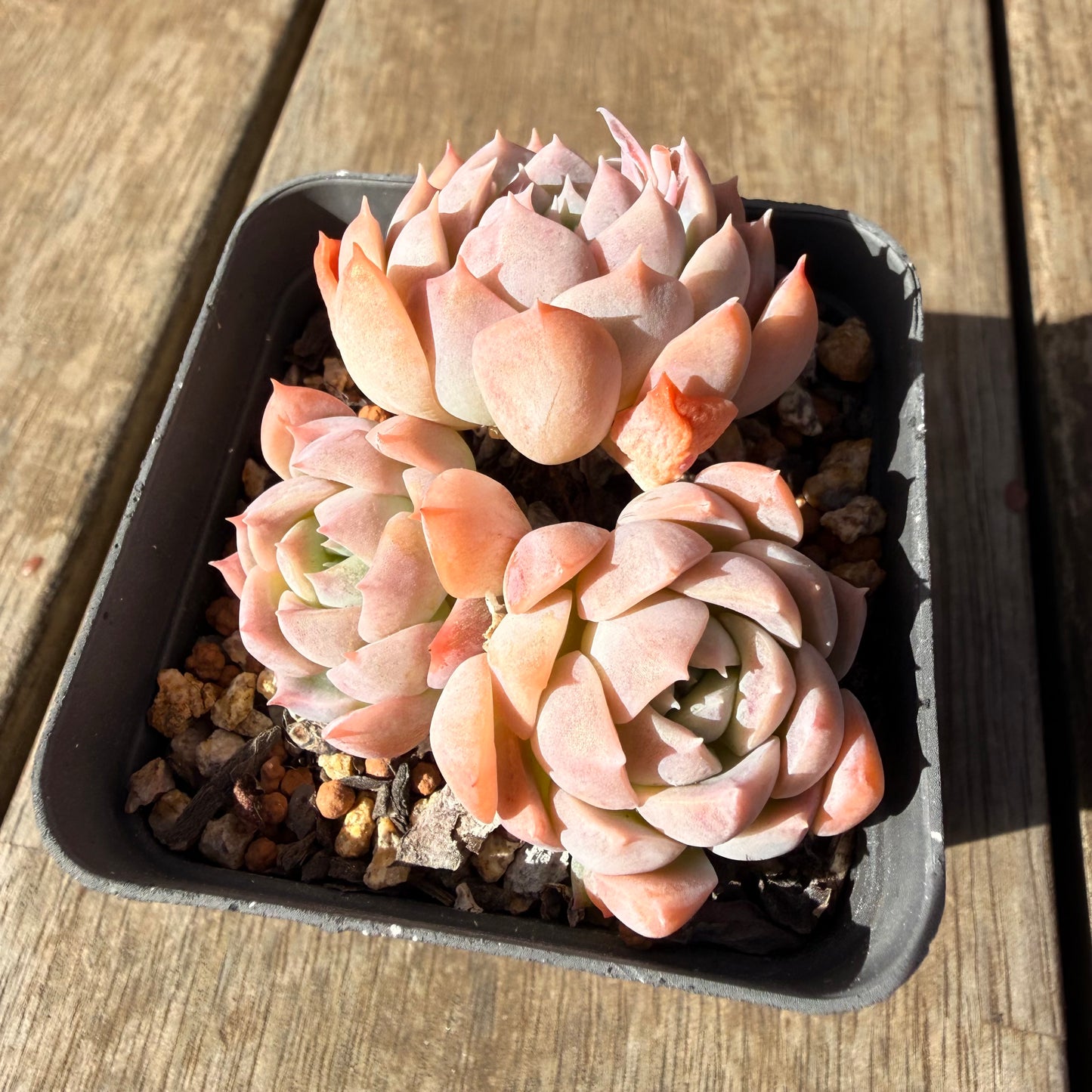 2309 Echeveria Pink Lotus (Multi)