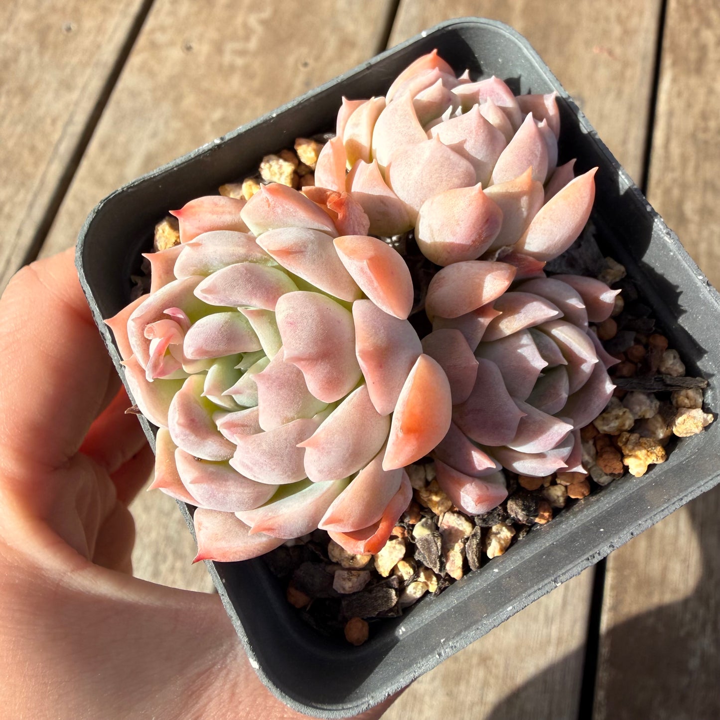 2309 Echeveria Pink Lotus (Multi)
