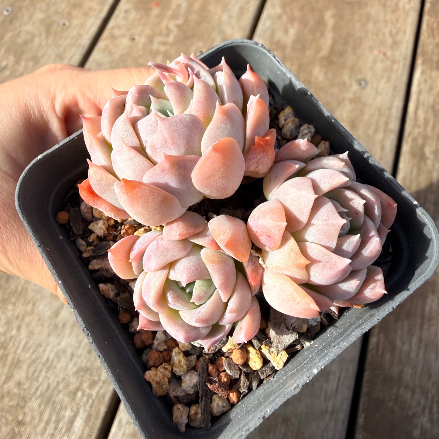 2309 Echeveria Pink Lotus (Multi)