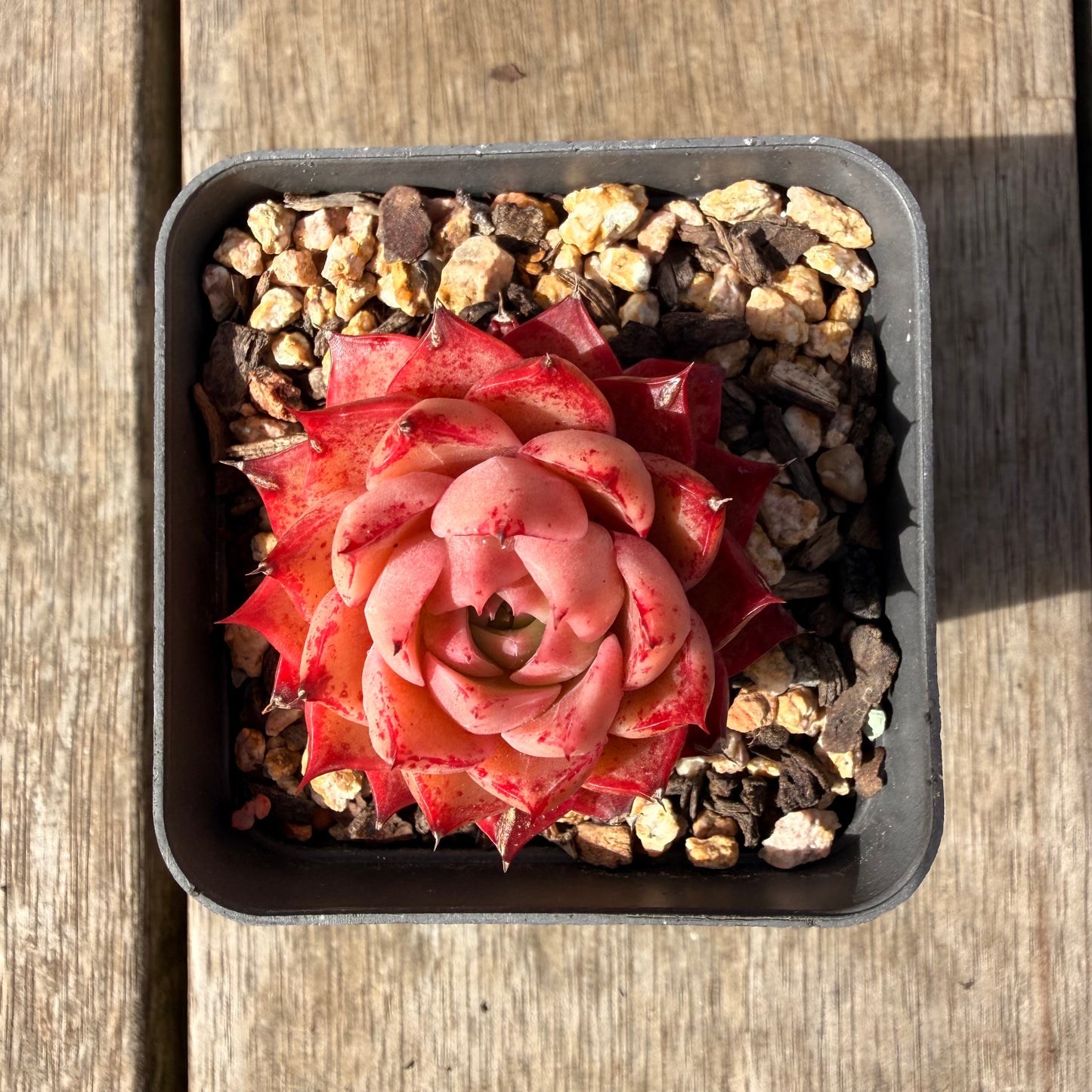 2309 Echeveria 'Queen Red'