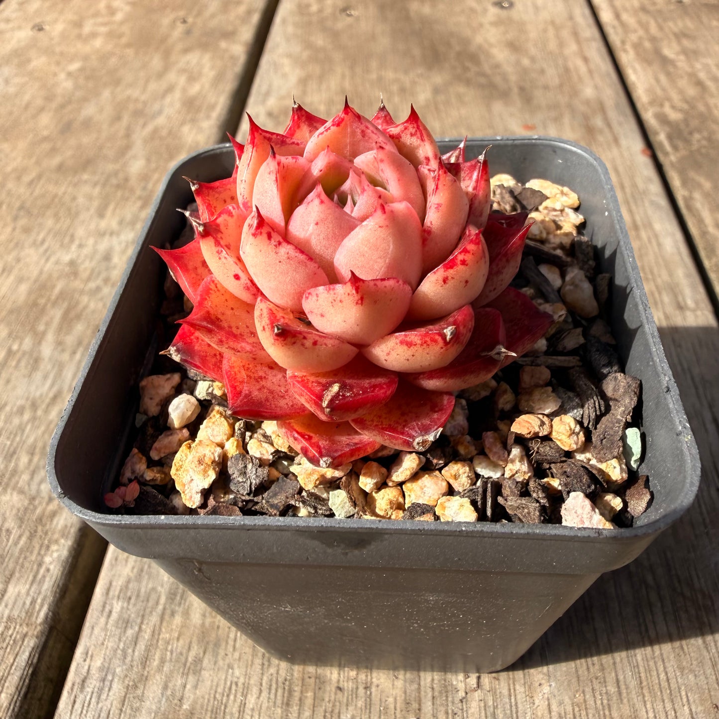 2309 Echeveria 'Queen Red'