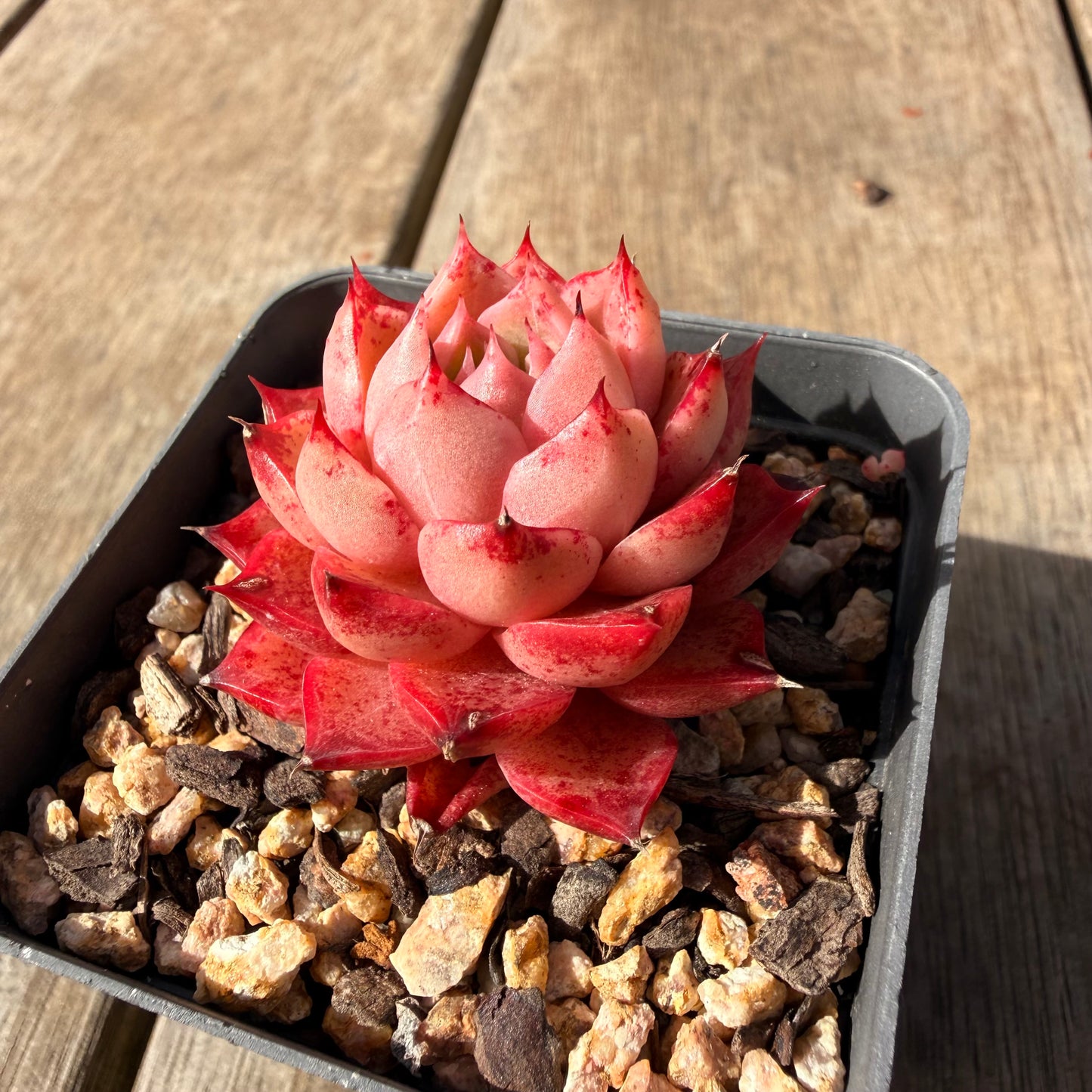 2309 Echeveria 'Queen Red'