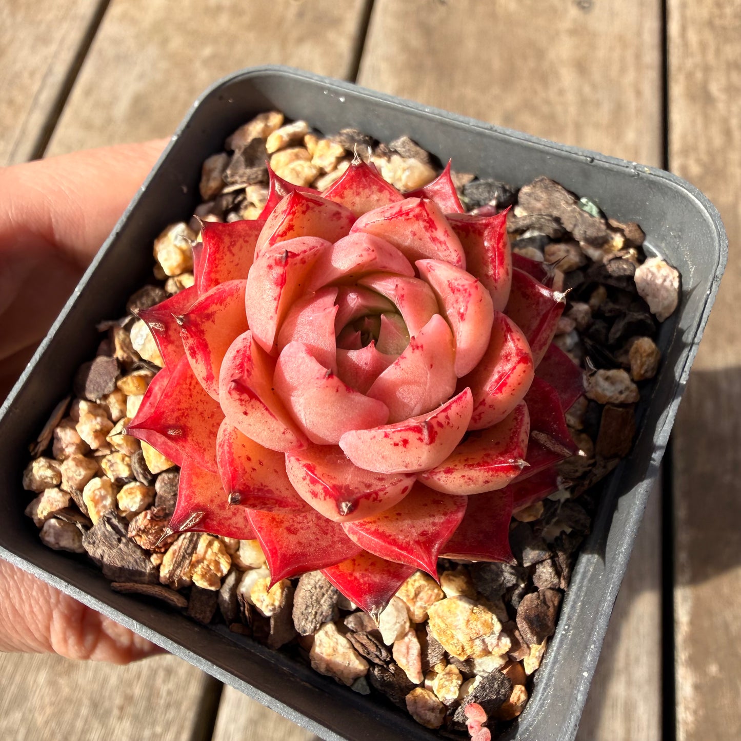2309 Echeveria 'Queen Red'