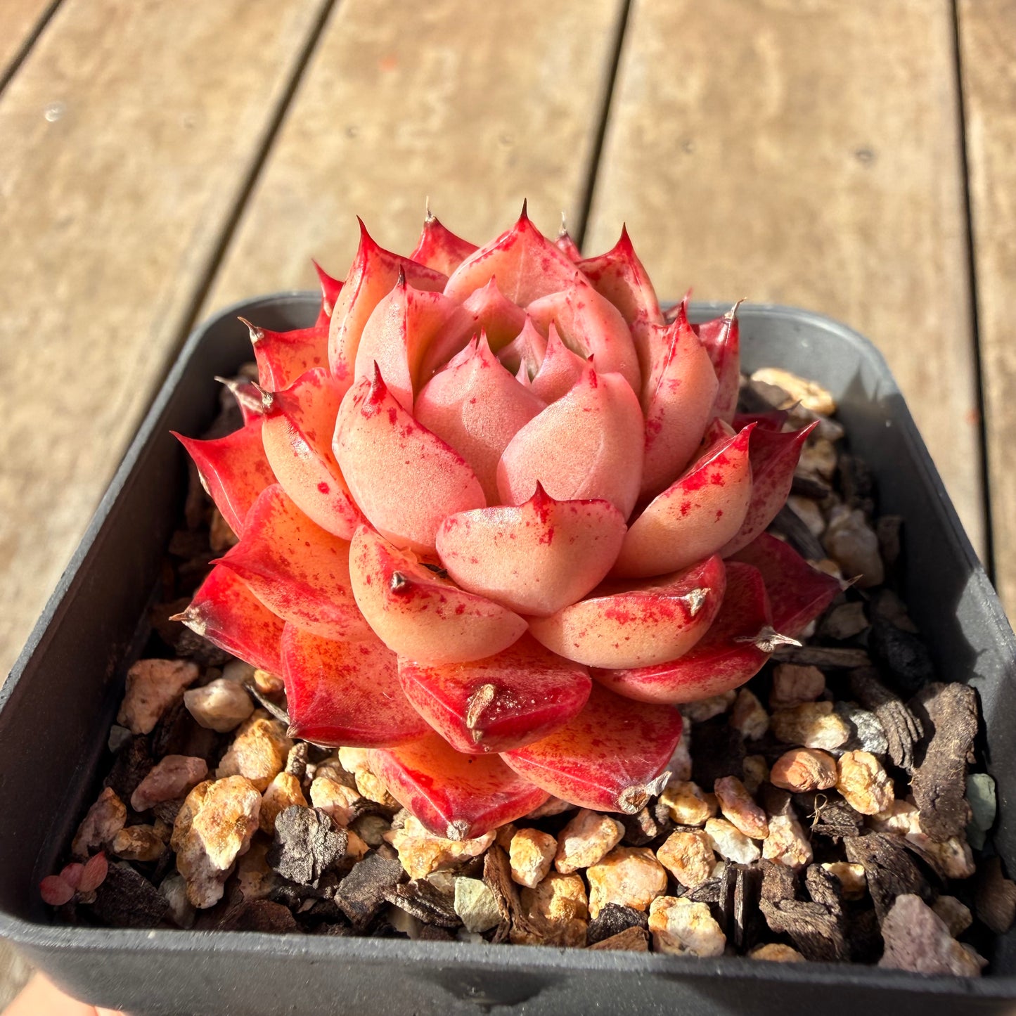 2309 Echeveria 'Queen Red'