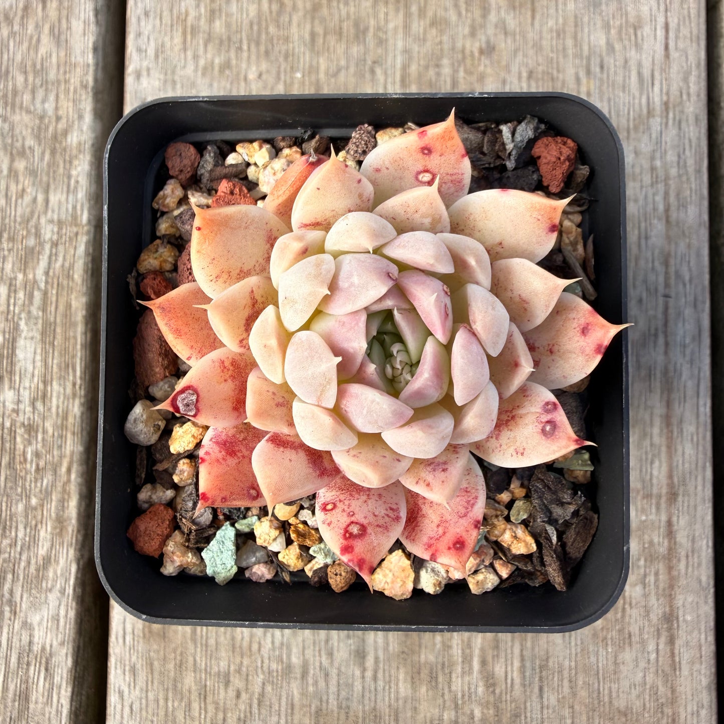 2309 Echeveria Queen 'Purple Heart'