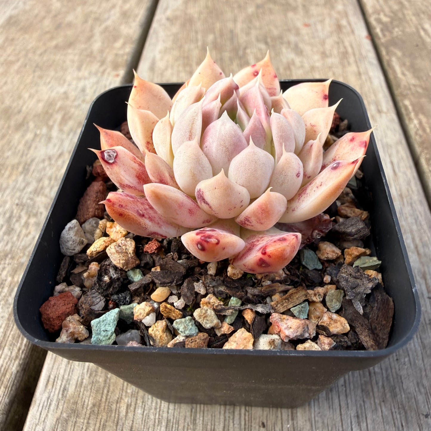 2309 Echeveria Queen 'Purple Heart'