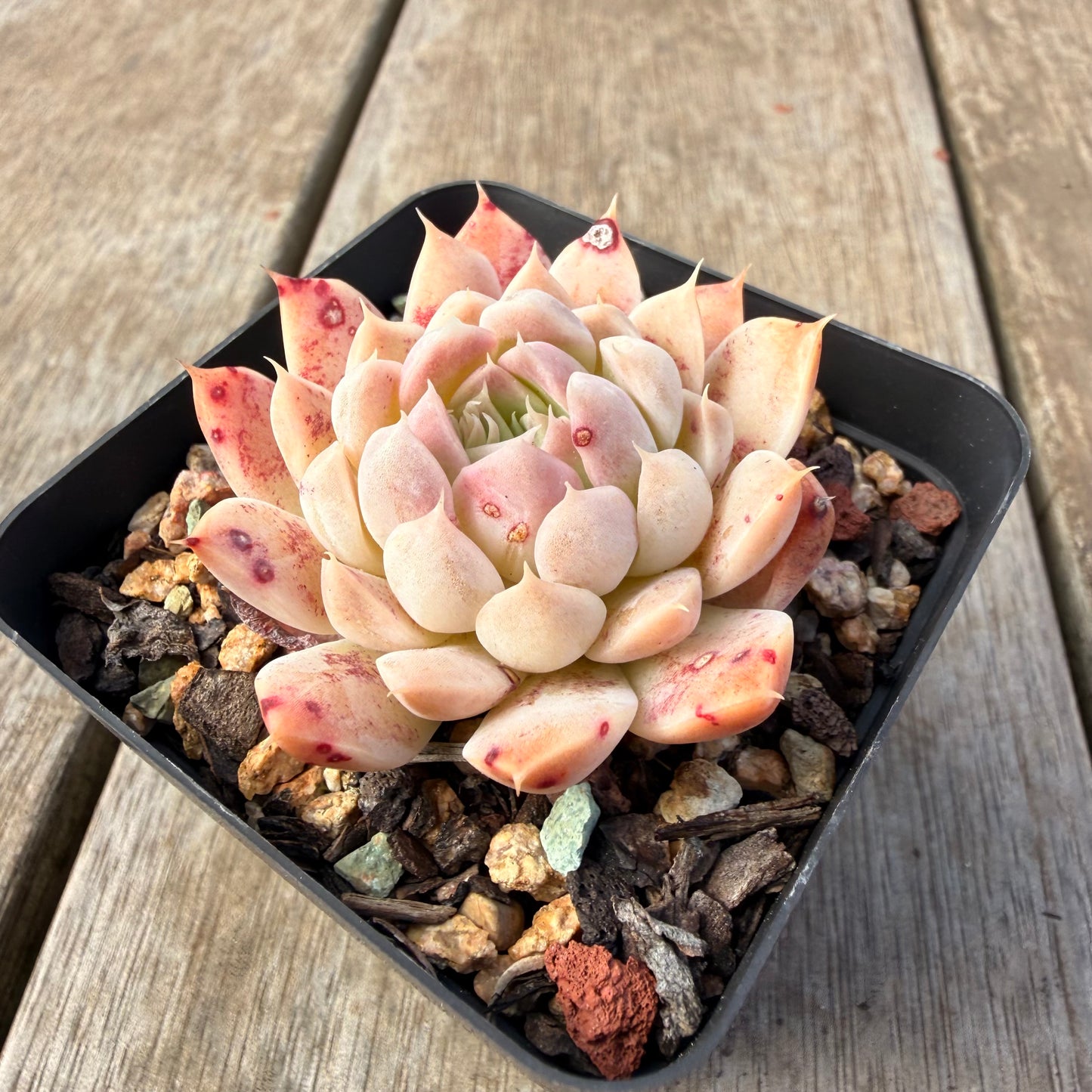 2309 Echeveria Queen 'Purple Heart'