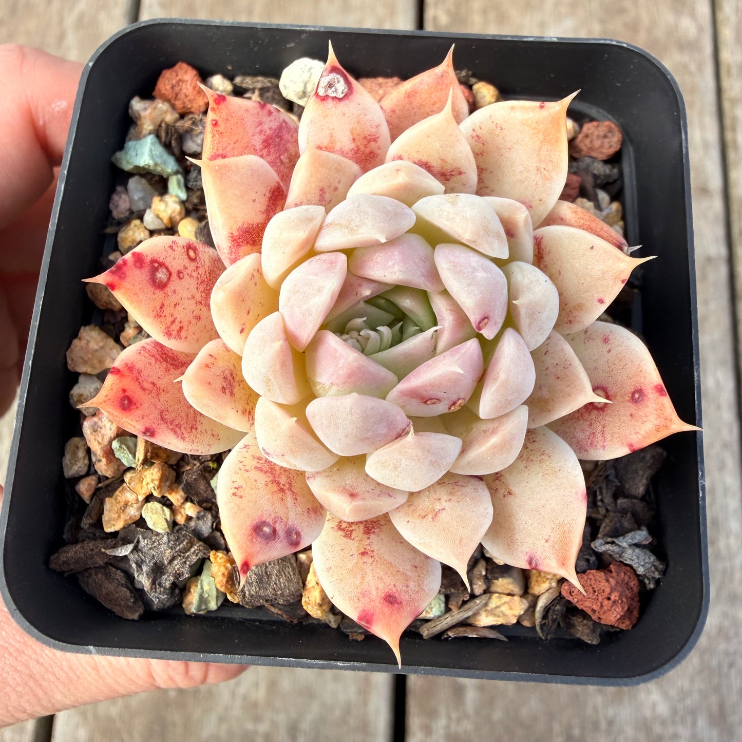 2309 Echeveria Queen 'Purple Heart'