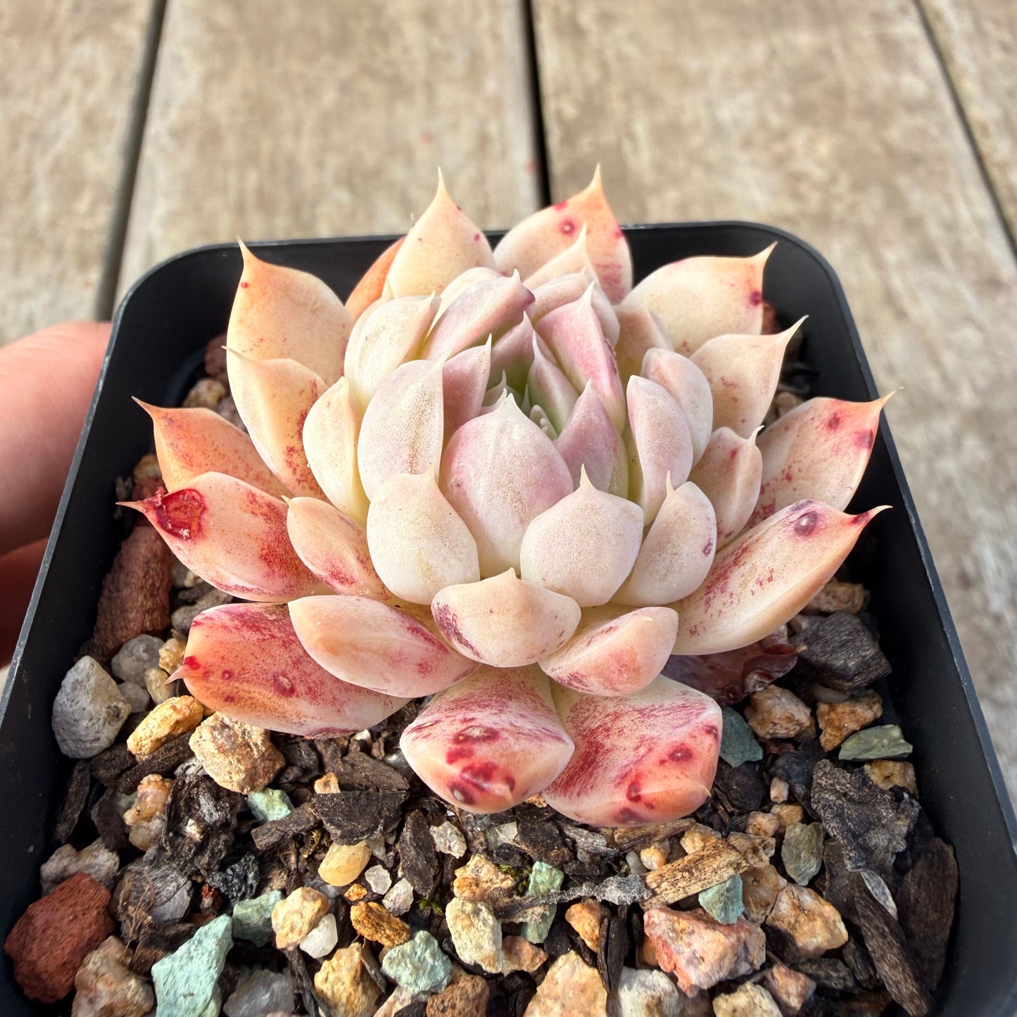 2309 Echeveria Queen 'Purple Heart'