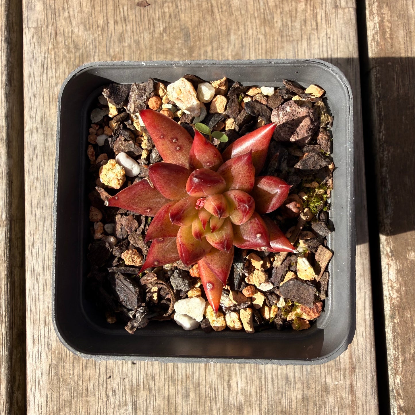 2309 Echeveria Red Psyche