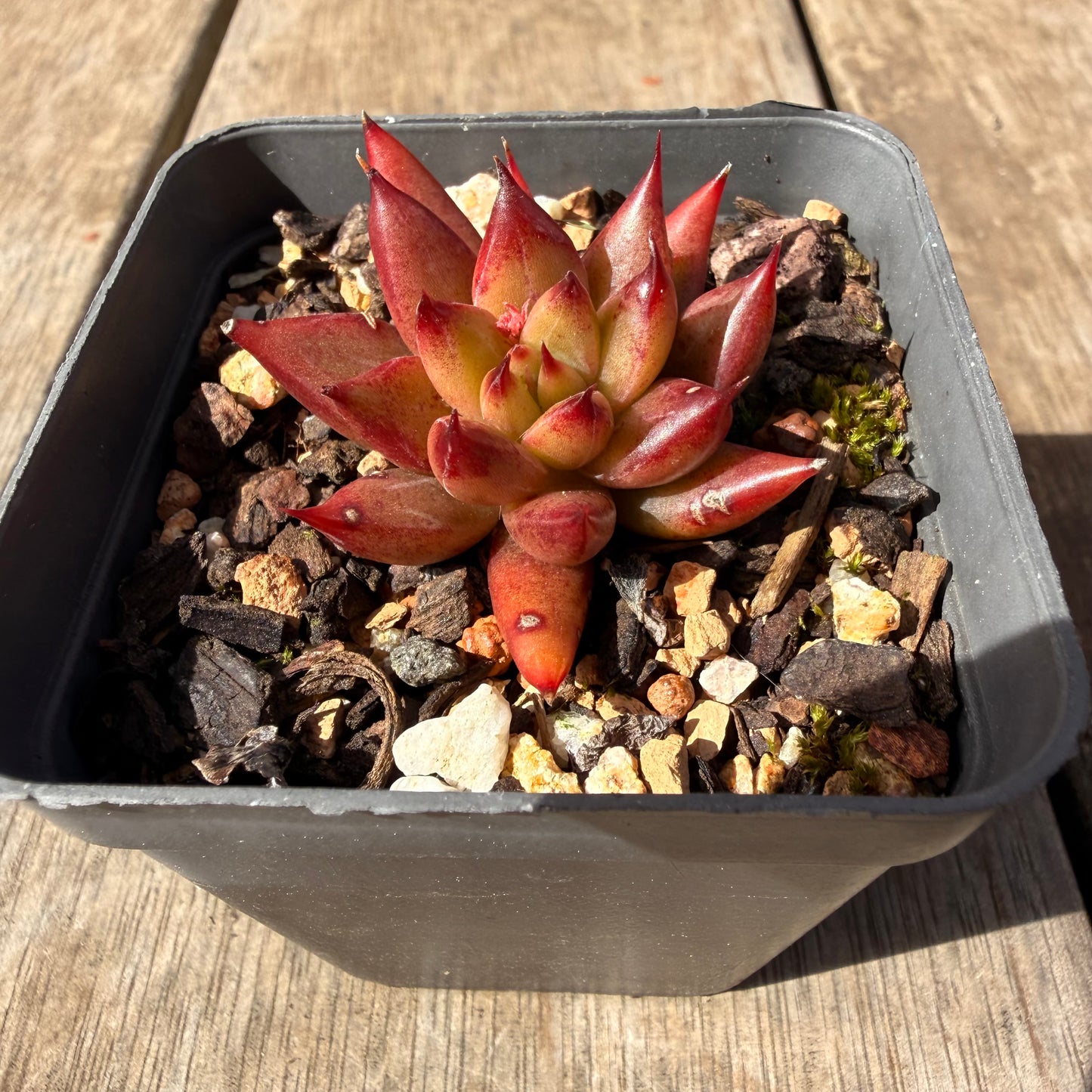 2309 Echeveria Red Psyche