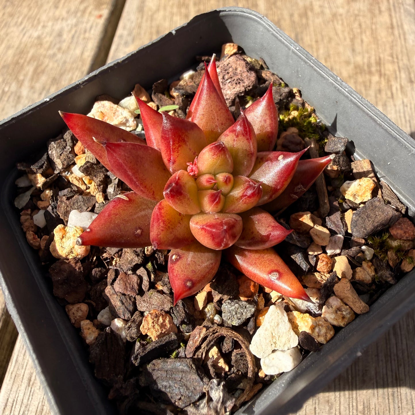 2309 Echeveria Red Psyche