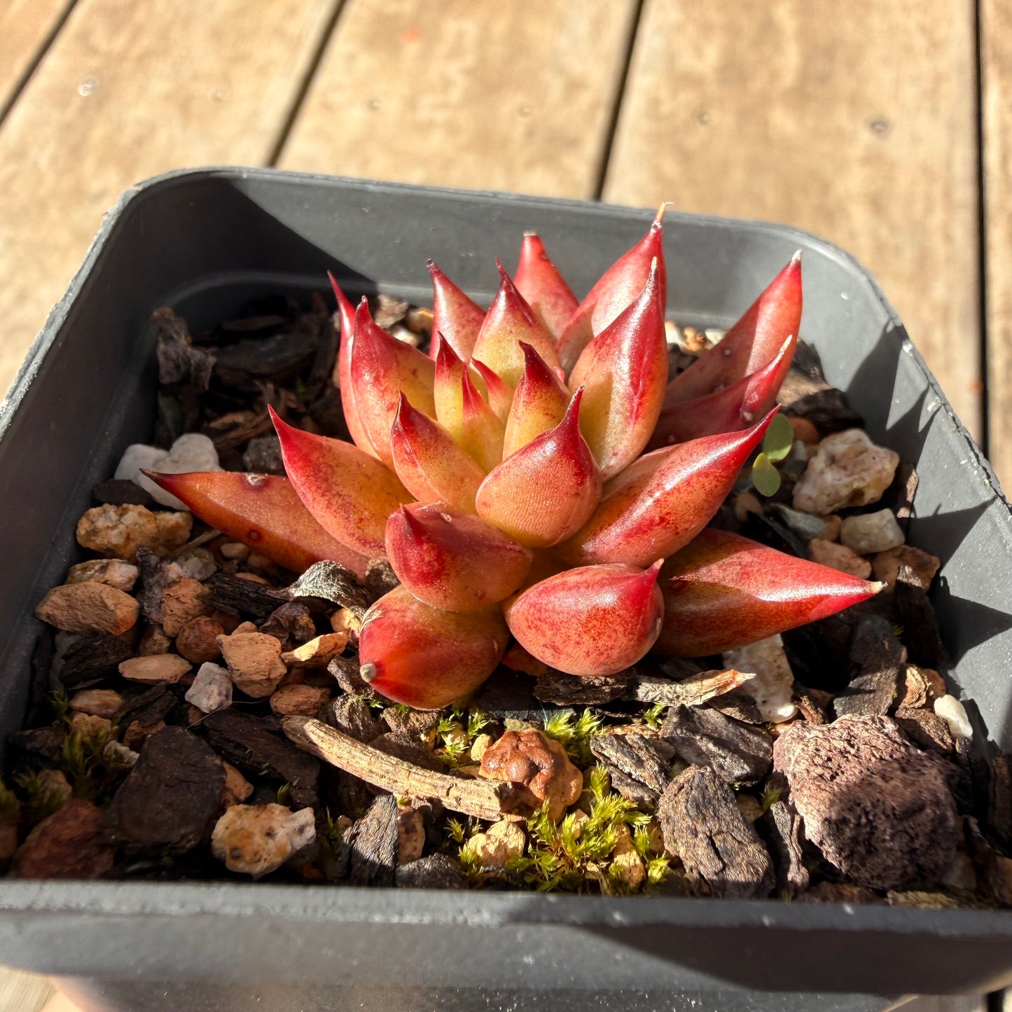2309 Echeveria Red Psyche