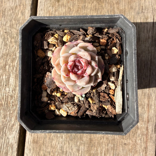 2309 Echeveria Red Velvet